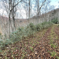 硫黄川の源流部に入っていく