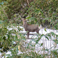 旧道には鹿も出没