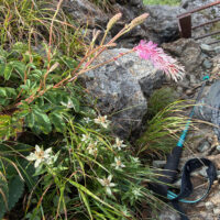 岩稜帯に咲くミネウスユキソウとナンブトウウチソウ