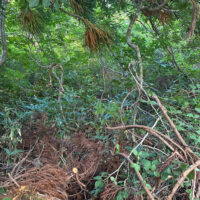 御田の平地は藪で埋め尽くされていた