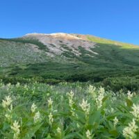 御前峰を見上げる場所の高山植物の群落