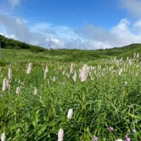 室堂付近の高山植物の群落