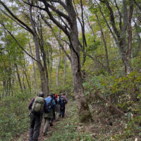 マンダやダケカンバの林を進む