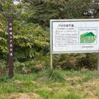 マダ並木道の説明看板