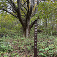 車之走峠近くのマンダ並木道