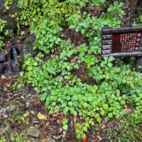 長命の泉　岩の間からの湧水で一年通して水温10度ほど。昔から、旅人が飲んだと伝わる