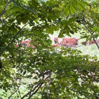 牧野には牛が見える