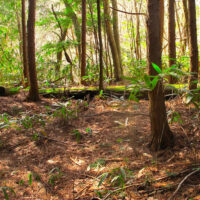 小さな屋根が平たくなった籠立場といわれた場所