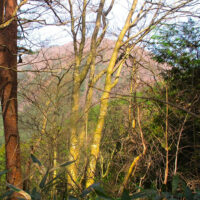 木の間越しに青野山が見える