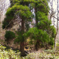 峠から左岸の藪をこいで下ると2本の大杉と石囲いに守られたお地蔵がある