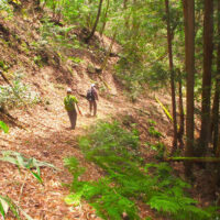 なおも藪を漕いで下ると下ると作業道に交差し、さらに下ると唐人屋に着く