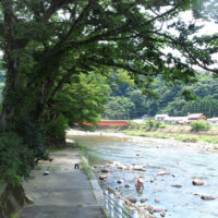 柿木渡場の欅林　渡船場は赤い橋の下辺りだった