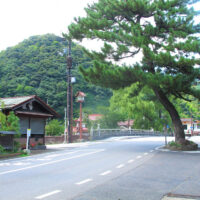 津和野大橋西詰めの松