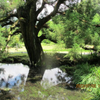 水源公園の一本松と大蛇ケ池