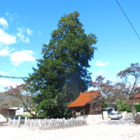 津田の大カヤ：往古から真幡（まはた）神社の神木。樹高35m、県の天然記念物