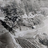 昭和56年まであった一里塚松の写真　「廿日市の文化」より