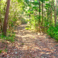 宇佐郷に向かって幅2間ほどの作業道を辿る。