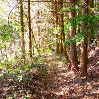 作業道と分かれ、旧街道らしい細い道に入る