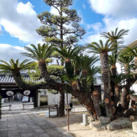 御船屋敷にあったものを移植したという言い伝えのある蓮教寺の蘇鉄