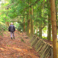 旧街道は今では椎茸栽培にも活用されている