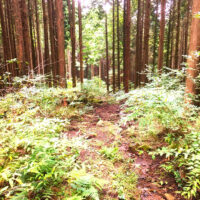 杉林を下る　生山峠上部