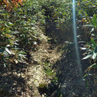 熊笹をかき分けて登る