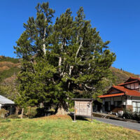 九郎原村の樹齢600年といわれるコウヤマキの大木