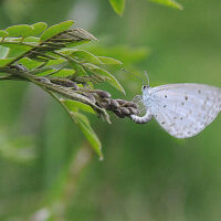 ルリシジミの産卵：クララの蕾に産卵するルリシジミ(シジミチョウ科)：このルリシジミによく似たオオルリシジミ(環境省指定絶滅危惧ⅠA類)は幼虫期にクララの花と蕾しか食しないという特異な蝶で専らクララの花芽に産卵する。クララは有毒で牛馬が食べず、牧畜上は無用の植物であるがオオルリシジミの生態系の維持に牧畜業者の理解と協力の下、保護されている。オオルリシジミは熊本県の阿蘇と長野県の一部でしか生息が確認されていない。