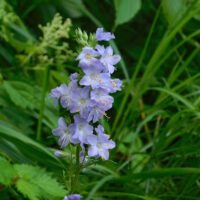 ハナシノブ（ハナシノブ科）(絶滅危惧ⅠA類)：オオルリシジミ、ハナシノブ、ツクシマツモト、ヤツシロソウ、アソノコギリソウなどの動植物は九州が大陸と陸続きであった時代に大陸から南下してきた大陸系遺存生物で、国内では阿蘇だけに生育する貴重なものといわれる。阿蘇の火山活動と野焼きや放牧採草などの人間活動によって草原状態が維持されたことと、高原の冷涼な気候に恵まれて現在まで残存したものと考えられている。盗掘の被害などもあって今では野生ではほとんど見られず、南阿蘇ビジターセンター隣の阿蘇野草園で育成保護されている。昭和61年、ここを訪れられた皇太子妃美智子殿下(当時)は可憐な花の名を尋ねられた後、ハナシノブ、ハナシノブと何度も呟いておられたという。