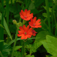 ツクシマツモト(マツモトセンノウ)(ナデシコ科)(絶滅危惧Ⅱ類)：オオルリシジミ、ハナシノブ、ツクシマツモト、ヤツシロソウ、アソノコギリソウなどの動植物は九州が大陸と陸続きであった時代に大陸から南下してきた大陸系遺存生物で、国内では阿蘇だけに生育する貴重なものといわれる。阿蘇の火山活動と野焼きや放牧採草などの人間活動によって草原状態が維持されたことと、高原の冷涼な気候に恵まれて現在まで残存したものと考えられている。盗掘の被害などもあって今では野生ではほとんど見られず、南阿蘇ビジターセンター隣の阿蘇野草園で育成保護されている。