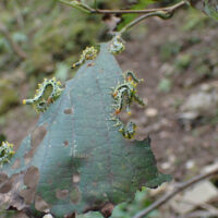 北向山の北側中腹ガレ場にて 喰い踊るヒラアシハバチの幼虫はもうすぐ土中へ潜って蛹化する 葉を喰われるケヤマハンノキ（カバノキ科）は痩せ細りやがて倒れるだろう かくして鹿も来ない古道南郷往還・阿蘇北向山北側のガレ場はさらに広がる これもまた自然の営みであろうが寂寥感を拭えない。