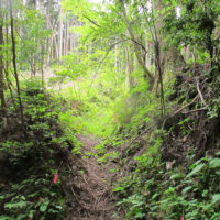 作業道から細い道に入る