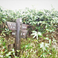 国境稜線の分岐